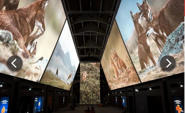 Vincent Munier : Des Vosges au Tibet